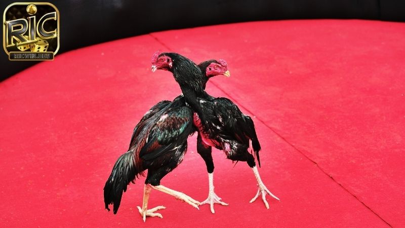 Luật đá gà miền bắc