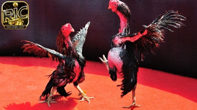 Luật đá gà miền bắc