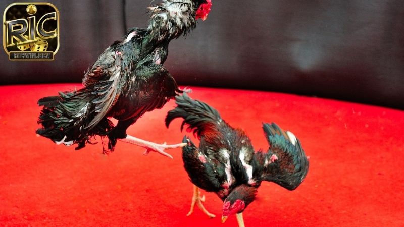 Tiếng lóng trong đá gà