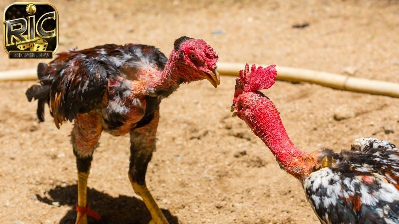 Tiếng lóng trong đá gà