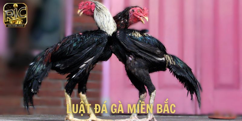 Luật đá gà miền bắc
