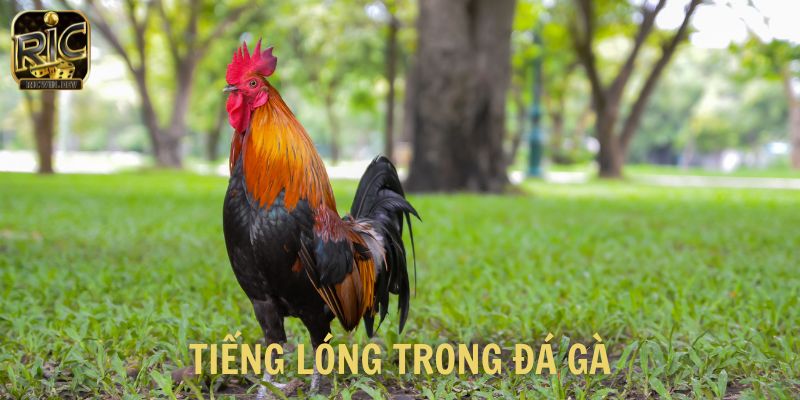 Tiếng lóng trong đá gà